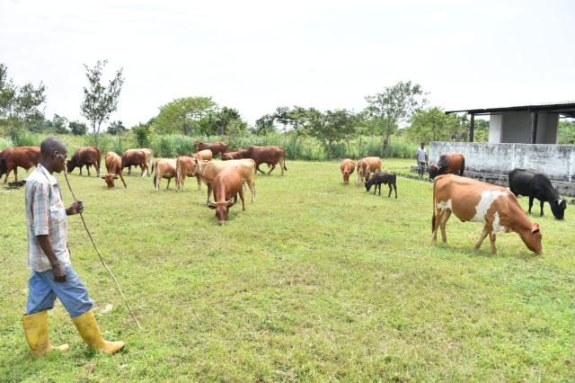 agriculture