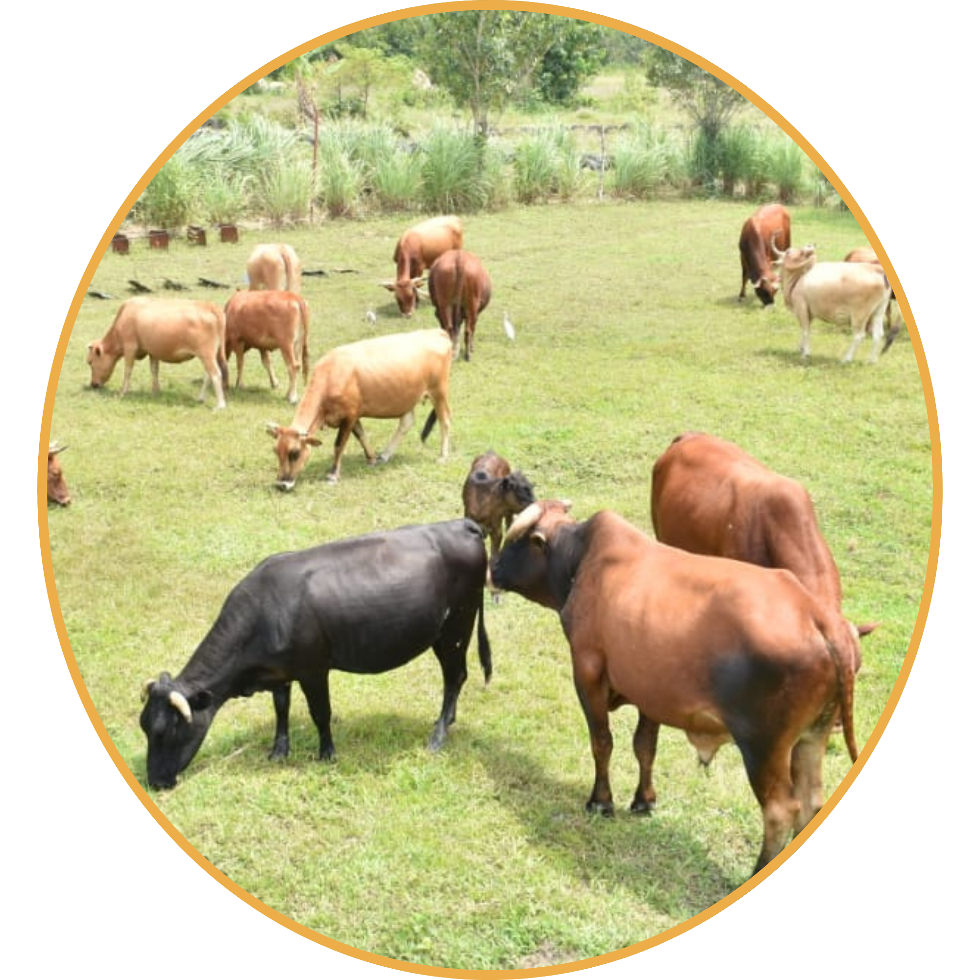 Agriculture 1