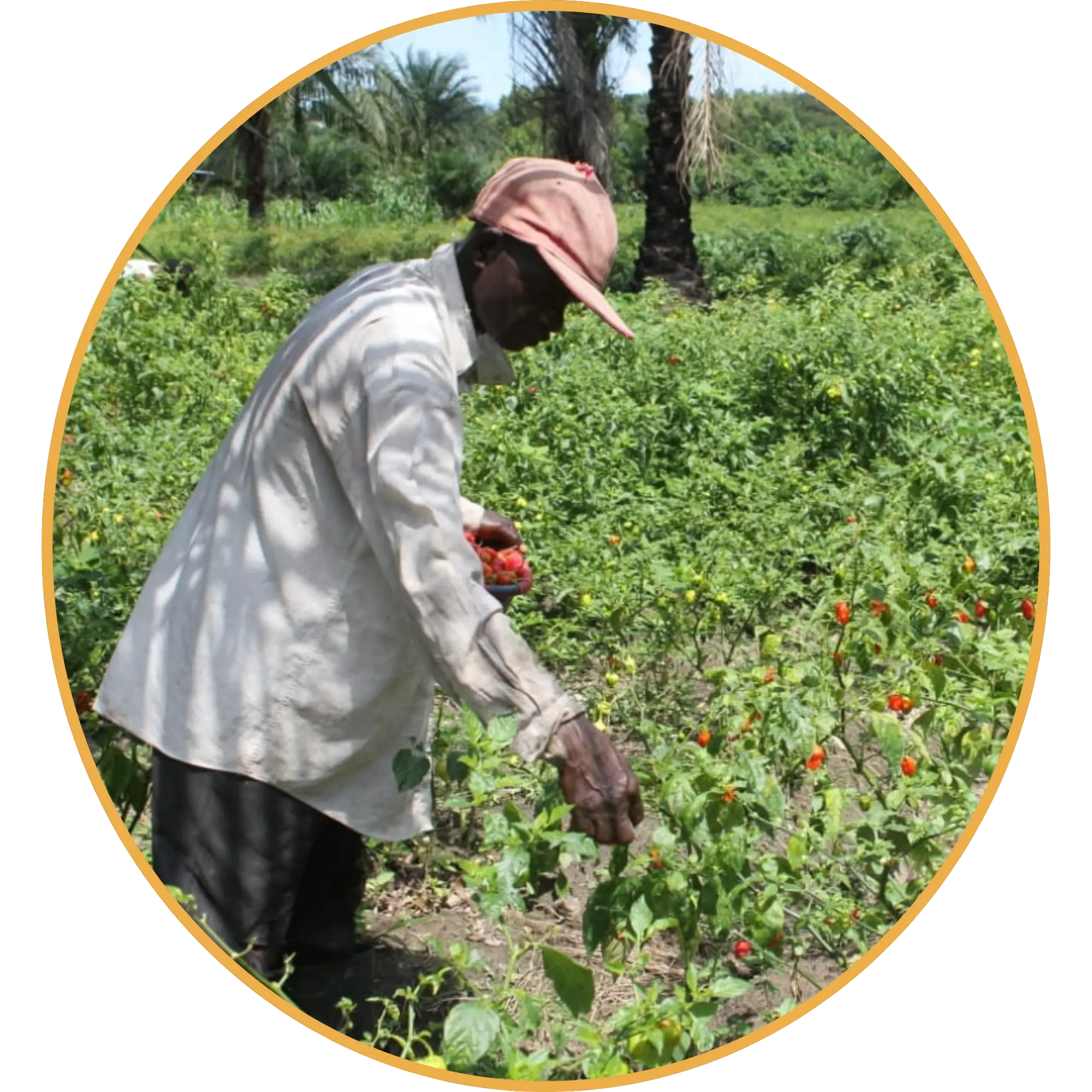 Agriculture 3