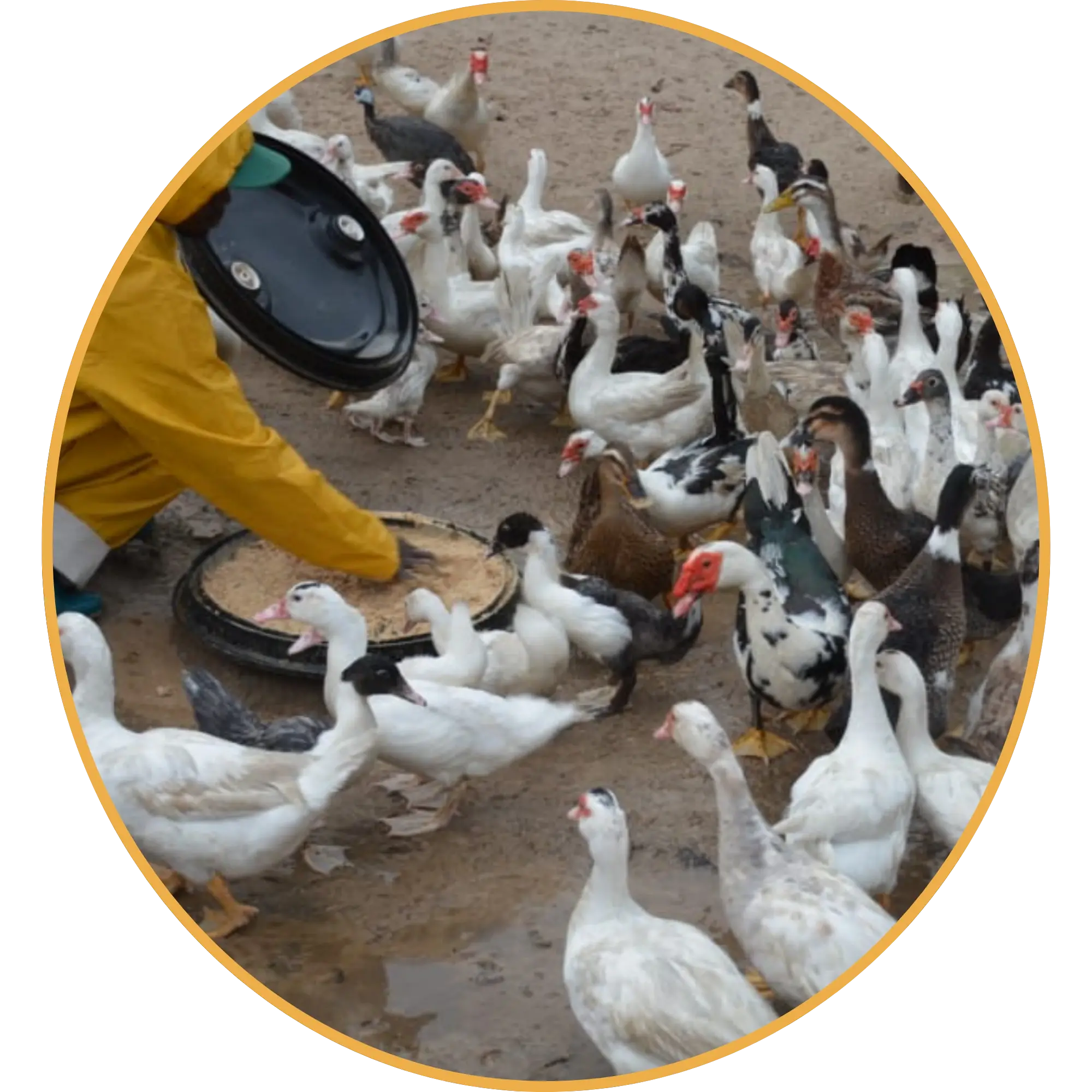 Agriculture 4
